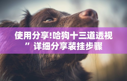 使用分享!哈狗十三道透视”详细分享装挂步骤